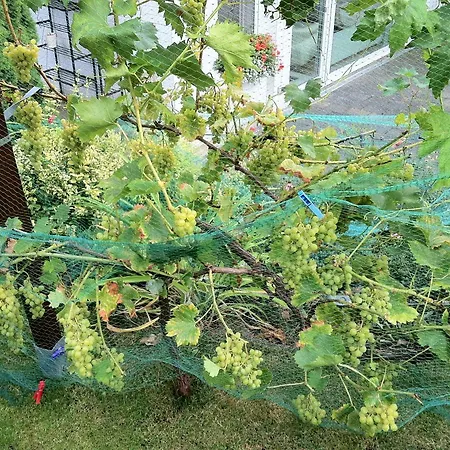 Ferienwohnung Dettum *